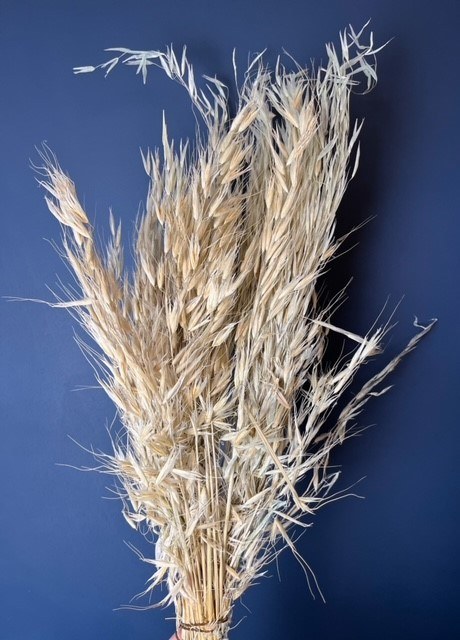 Picture of Dried Wild Oats Taupe 100gr